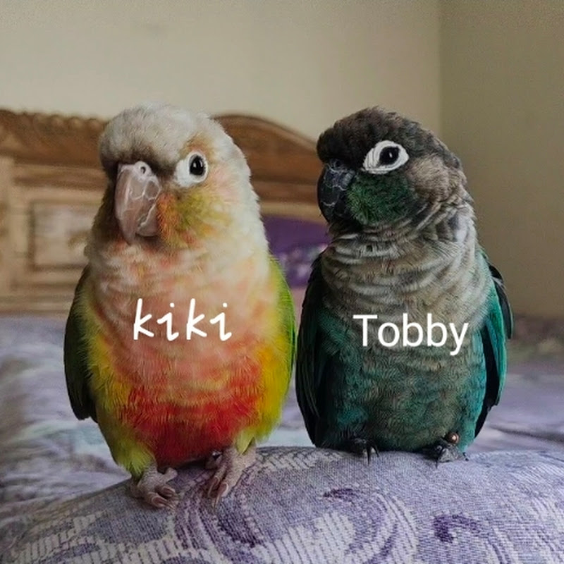 The RF Birds