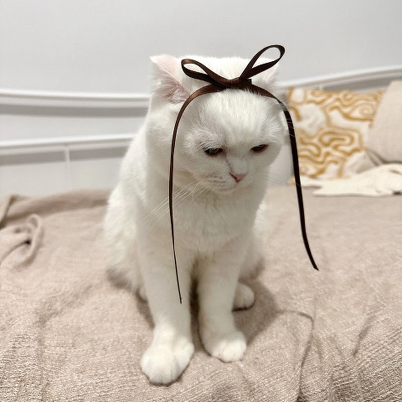 oyuncu pamuk