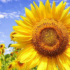sunjulie