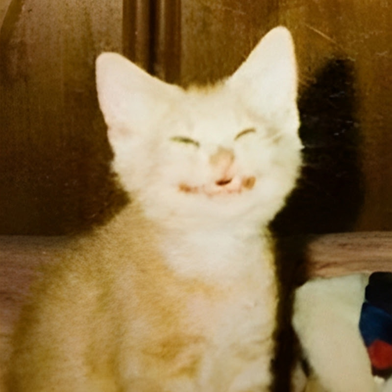 CATLANDO