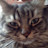 @rhiariecke3683 Avatar