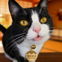 Ai猫だよ