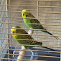 Little budgies parakeet logo