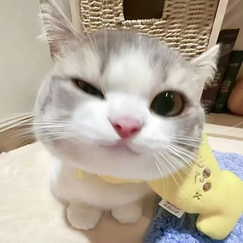 How to Properly Train Your Cat #funnycat #cats #catlove #funnyanimal #catvideos