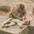 fElsODluy9Q-channel-avatar-Daily Cute Monkey Videos