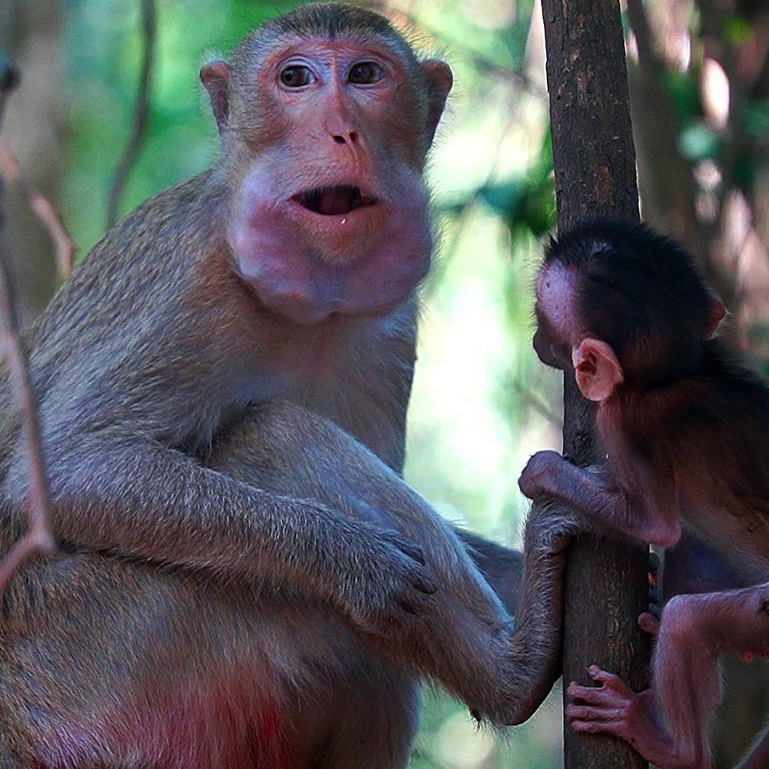 Post from THE MONKEY WILDLIFE