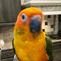 Ellie the small parrot logo