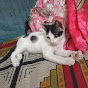 James kitten YouTube Profile Photo
