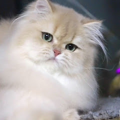 喵喵猫 cat