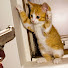 omQPjwe_60o-channel-avatar-Dizzy Pets