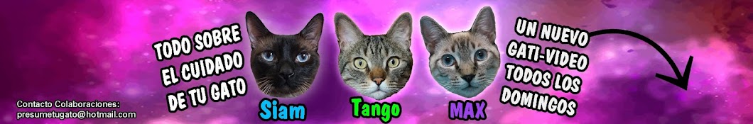 Siam & Tango Cat Channel YouTube channel avatar