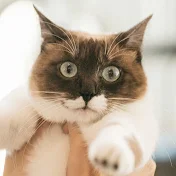 にゃんこの日本感動サプライズ!!