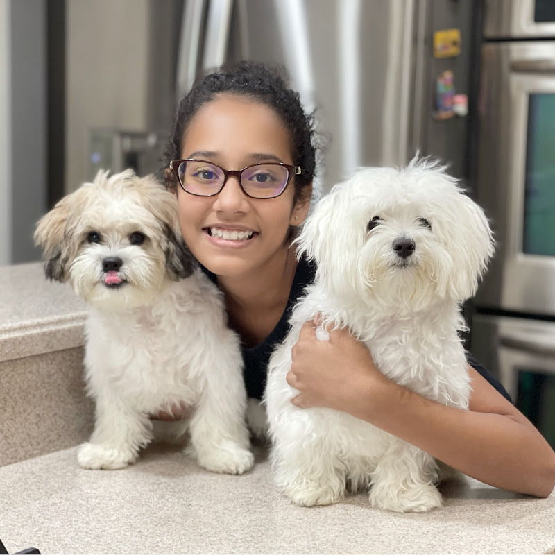 Ollie and Bozo - The Maltese and Shichon Dog