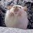 @행복한햄스터Meong