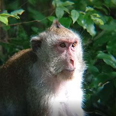 Monkey Forest アイコン画像