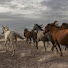 4SJZuHRXF10-channel-avatar-Gezgin yılkılar