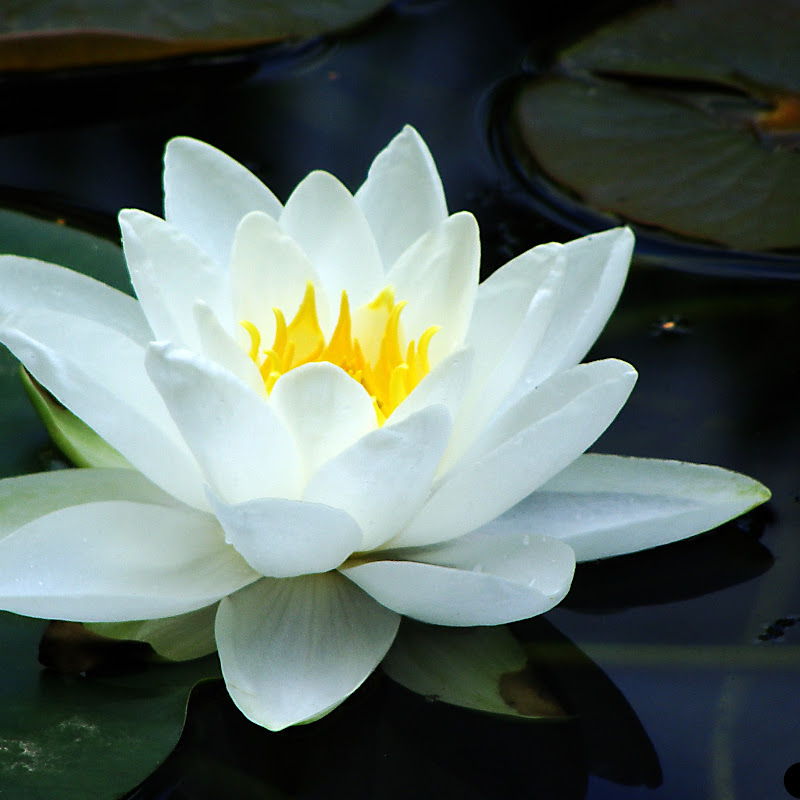 Библиотека лекций ЛЕОНИДА ТУГУТОВА  Logo