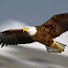 iqx-jgSvypw-channel-avatar-WildNest Nature