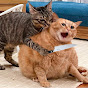Pets Magic