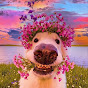 Wholesome Videos Just for you 