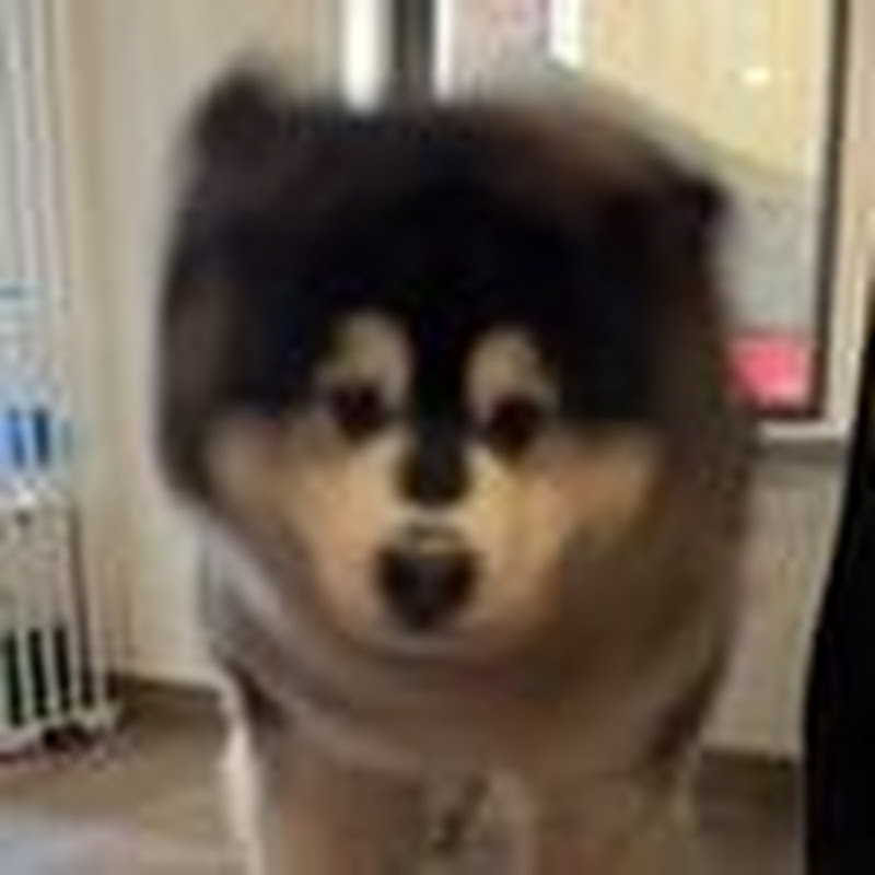 霍霍是猪吗