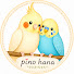 cYX1I_ijzBM-channel-avatar-pino hana