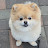 @pomeranianbonodrama3630