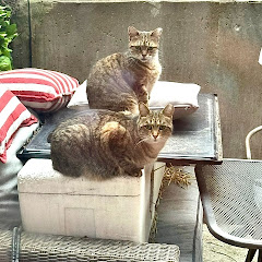 Donate to save a Life