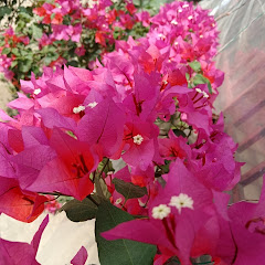 Natural Beauty Shorts channel thumbnail