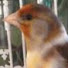 hyVgFhIJO-E-channel-avatar-Rays bird room