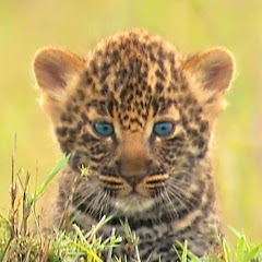 If I were an Animal...