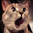 hQv46SE0CRQ-channel-avatar-Funny Furbaby
