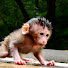 bBmIW8f9Hos-channel-avatar-Cambo Wild Animals