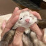 vksdeVSm-nA-channel-avatar-Ferret parish 