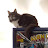 Pinball Cat