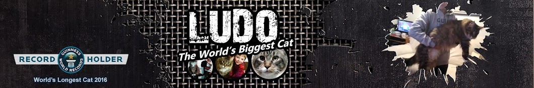 Ludo World's Biggest cat رمز قناة اليوتيوب