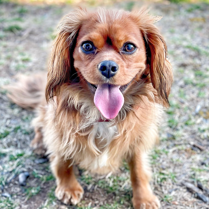 Penny The Cavalier