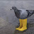 pigeon-BOOTS