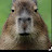 @Thecapybaragod