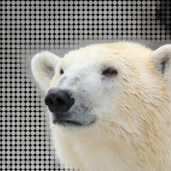 白井くま