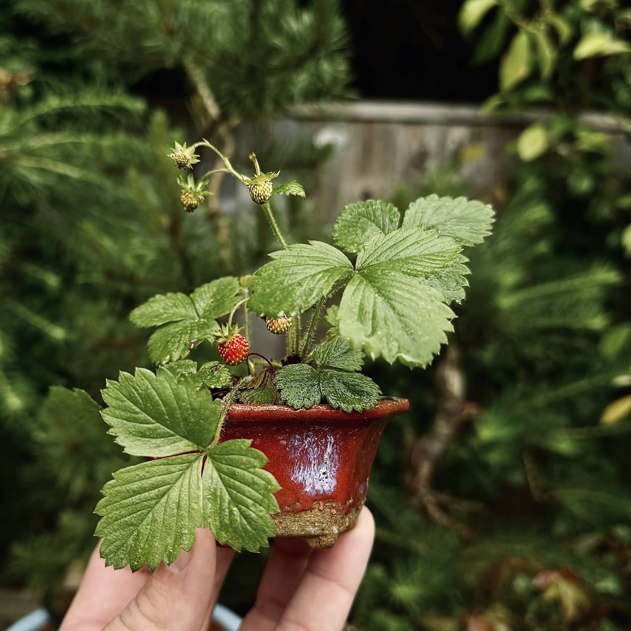 post-from-gro-bonsai