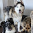 Luna, Loki & Zeus(the Laragenal paralysis puppy)