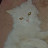 @امنورا-ف2ش