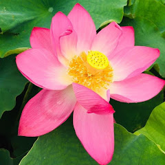 算命学とホメオパシーde【魂・心・体】ととのう開運Channelアイコン画像