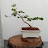 @prbonsai