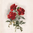 kQPBySiPkm4-channel-avatar-Peekaboo Rose