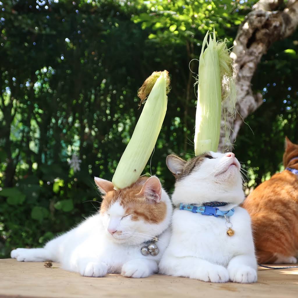 のせ猫 今と昔の木瓜の花のせ猫 #ねこ #のせ猫 #木瓜 #花 #しろ #かご猫