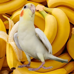 コピちゃん　〜おからはがらおうしゃん〜