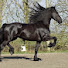 FXZFhdHGSuQ-channel-avatar-Friesian Horse Apollo & His Family 💕