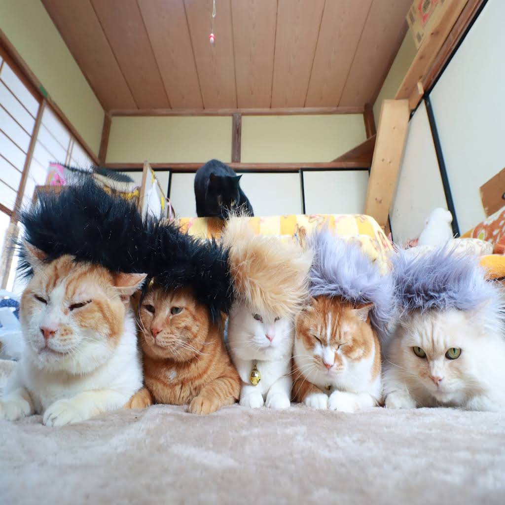 のせ猫 YouTube